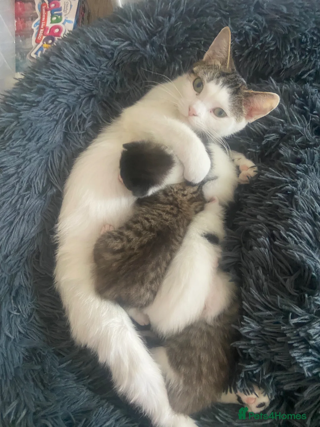 British Shorthair cats for sale: Kittens for sale in Liverpool - Advert 1