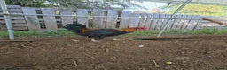 Chickens poultry for sale: Copper black maran cockerel  - Advert 4