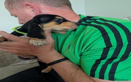 Mixed Breed dogs for sale: 1 boy and 3 girls bocker beagle cross spaniel  - Image 10