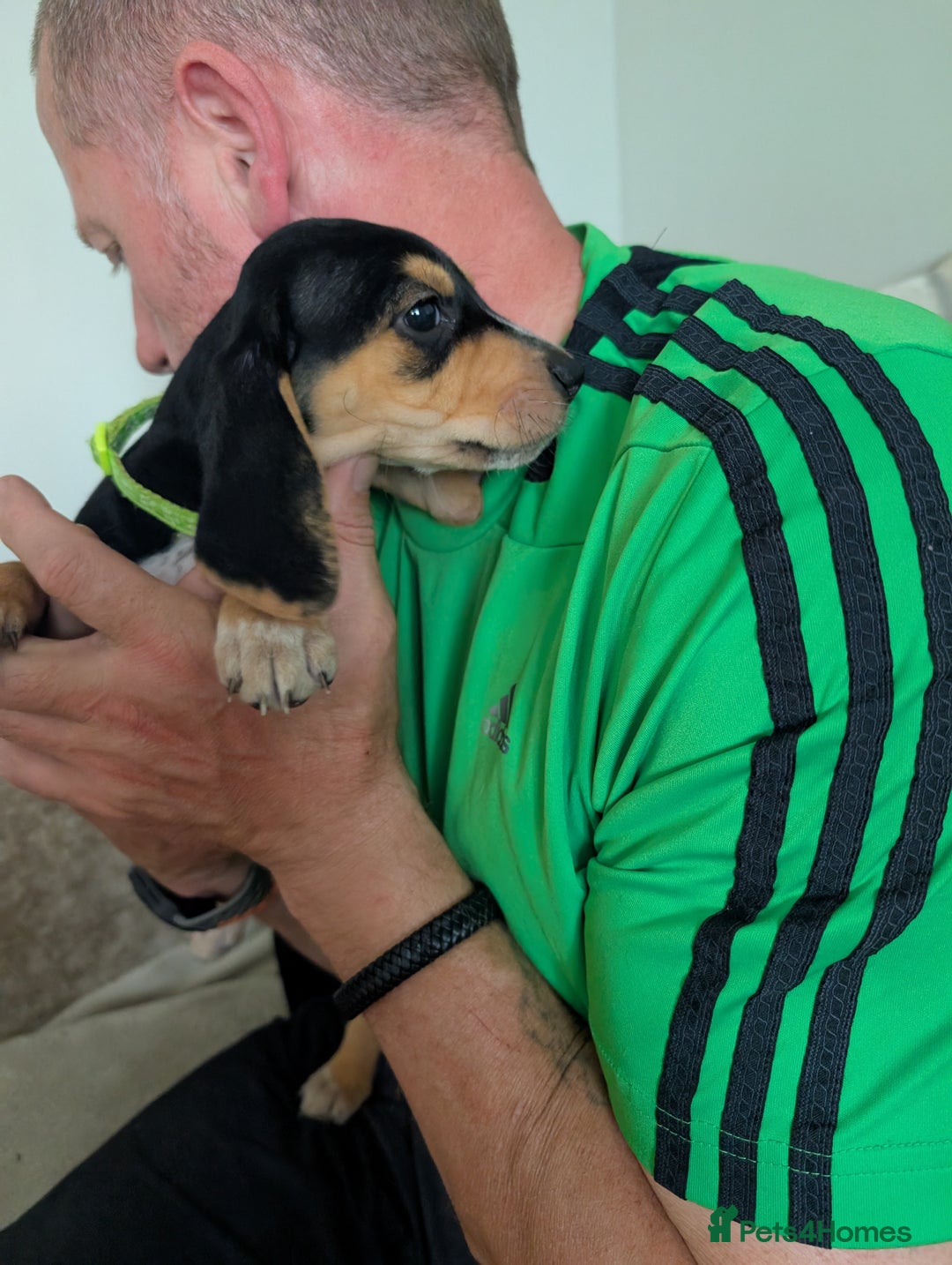 Mixed Breed dogs for sale: 1 boy and 3 girls bocker beagle cross spaniel  - Image 10