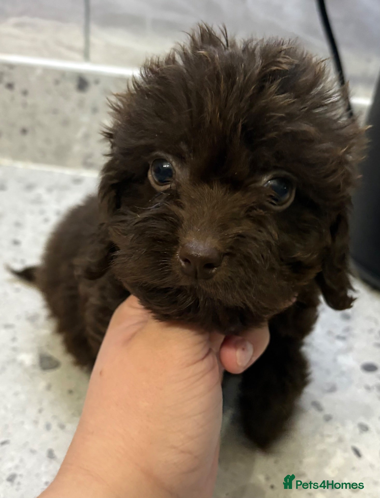 Cockapoo dogs for sale: F1 CHOCOLATE/ CHOCOLATE MERLE COCKAPOOS  - Advert 19