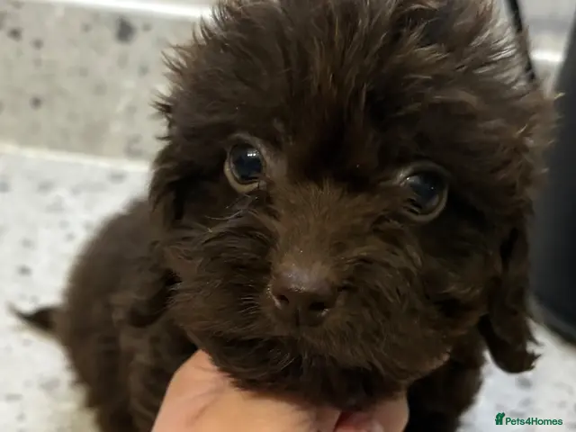 Cockapoo dogs for sale: F1 CHOCOLATE/ CHOCOLATE MERLE COCKAPOOS - Advert 19