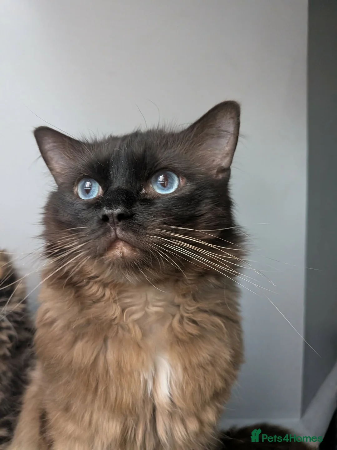Ragdoll cats for sale: Milo stunning ragdoll male  - Advert 1