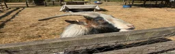 Goats livestock for sale: Pedigree Billy Goat - Advert 6