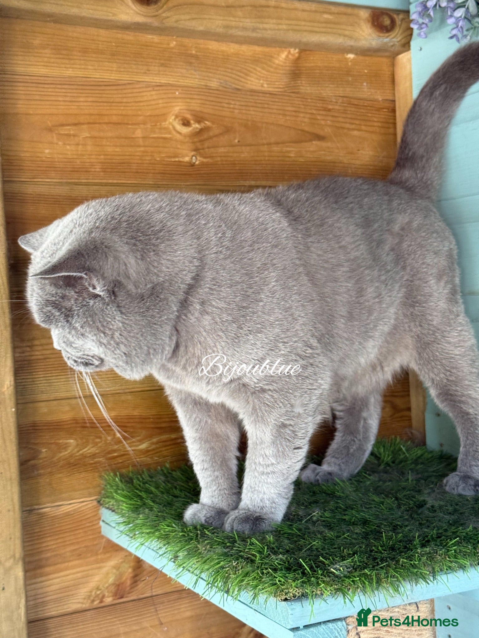British Shorthair cats ⭐️ Russian Imported Stud ⭐️ - Advert 5
