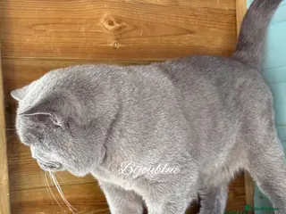 British Shorthair cats ⭐️ Russian Imported Stud ⭐️ - Advert 5