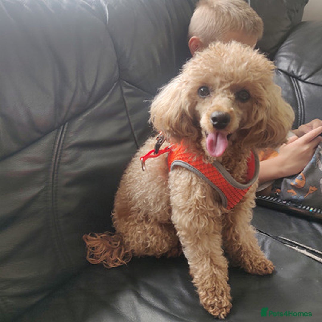Toy Poodle dogs for sale: affectionate Toy poodle girl - Advert 3