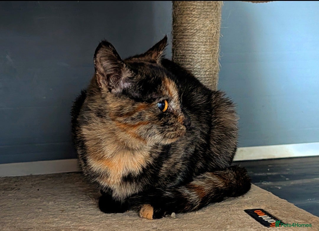 Mixed Breed cats Bengal/Norwegian kitten £250 price drop! - Advert 1