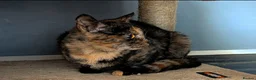 Mixed Breed cats for sale: Bengal/Norwegian kitten £250 price drop! - Advert 1
