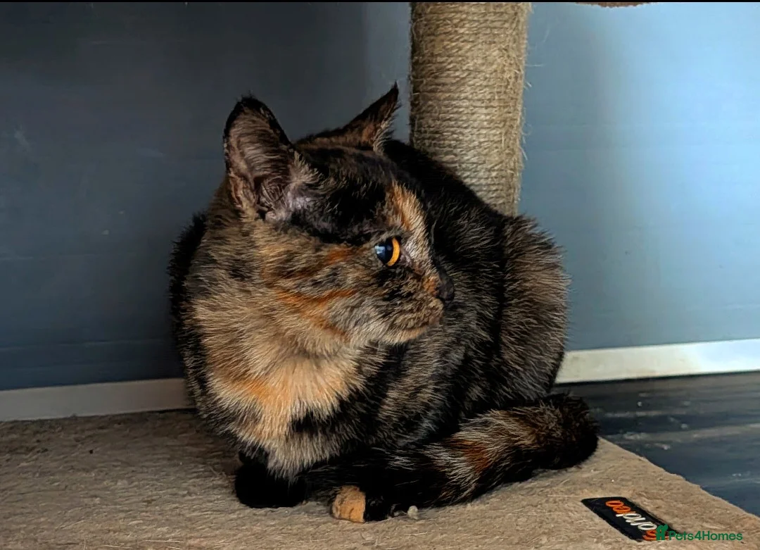 Mixed Breed cats for sale: Bengal/Norwegian kitten £250 price drop! - Advert 1
