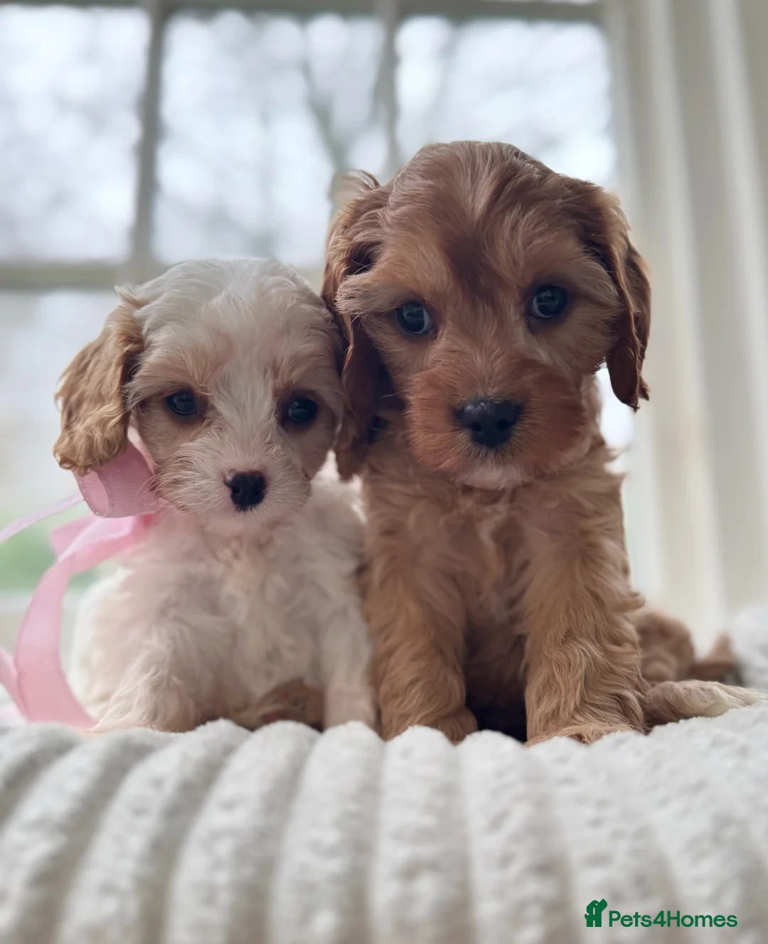 Cavapoo dogs for sale: Stunning F2 cavapoo health tested - Advert 2