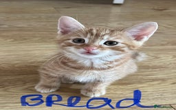 Mixed Breed cats for sale: Gorgeous Kittens - Image 12