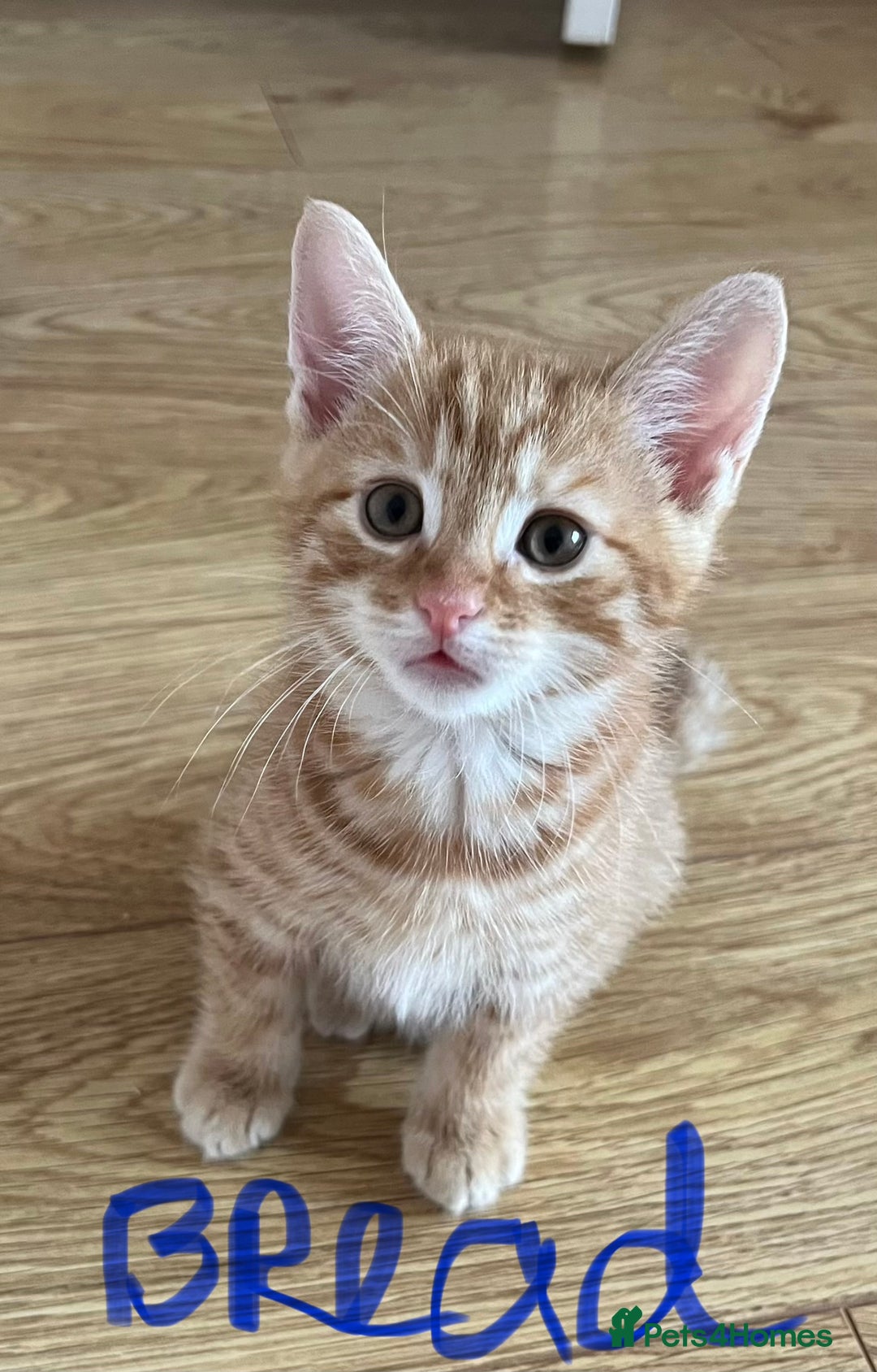 Mixed Breed cats for sale: Gorgeous Kittens - Image 12