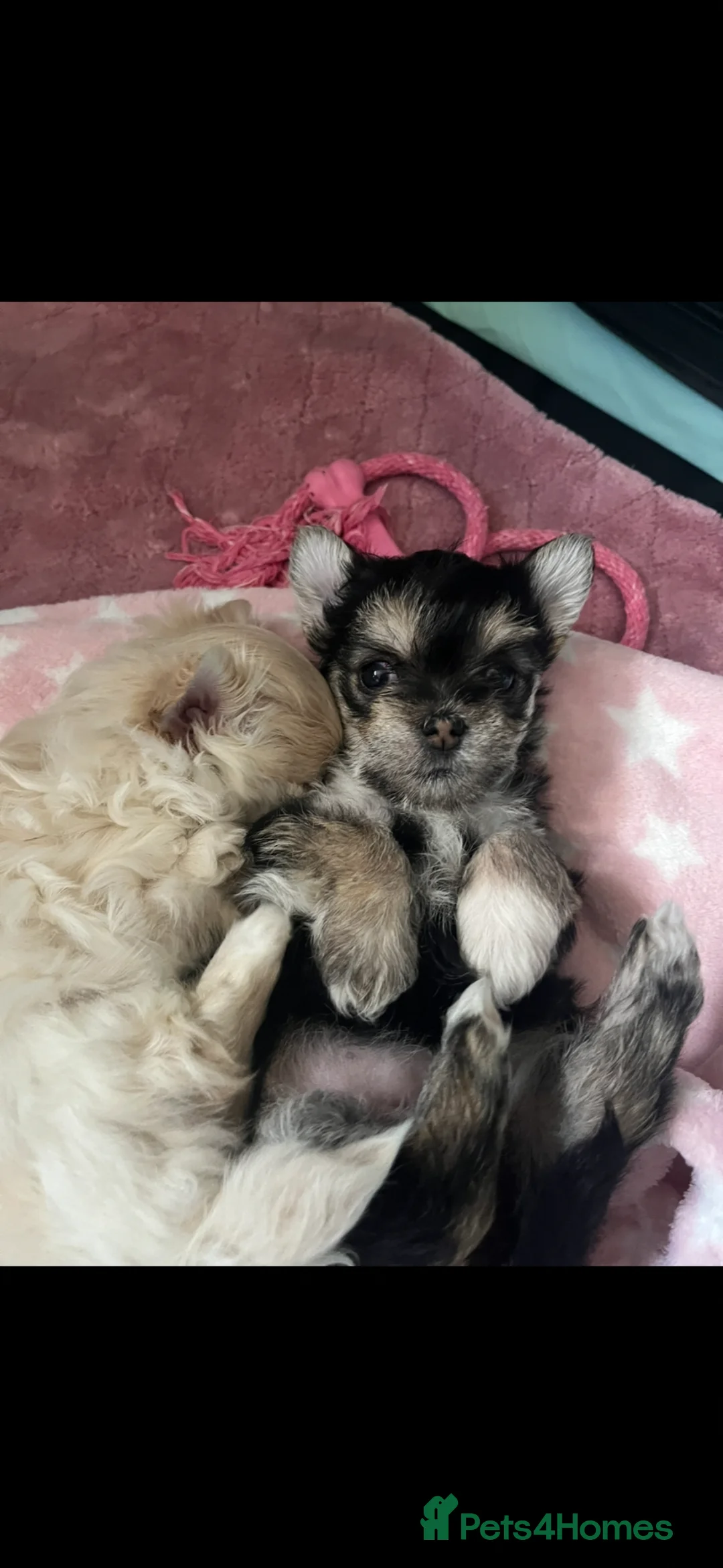 Mixed Breed dogs for sale: little girl looking for new home.  in Neath - Advert 14