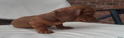 Miniature Dachshund dogs for sale: Miniature dachshund puppies  - Advert 6