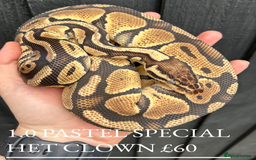 Python Snake reptiles for sale: Royal Pythons stunning morphs  - Image 3