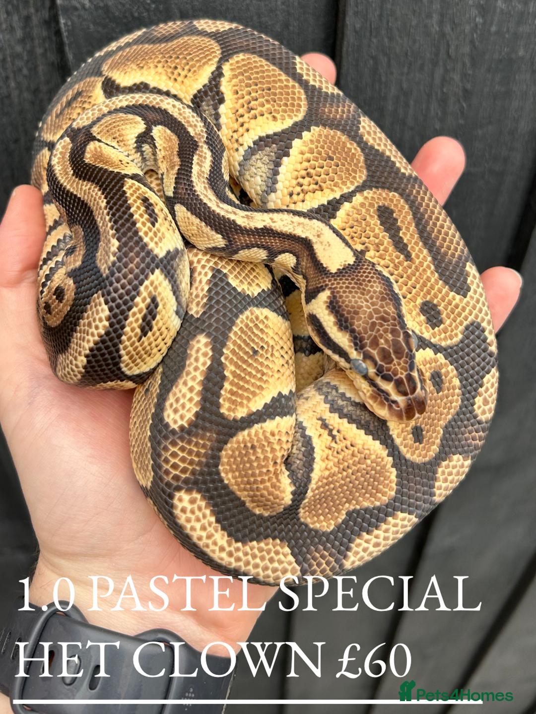 Python Snake reptiles for sale: Royal Pythons stunning morphs  - Image 3