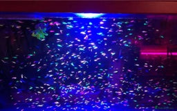 Catfish fish for sale: Ternecia Glo Danio Cockerels,Catfish - Image 5