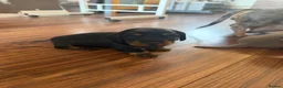 Miniature Dachshund dogs for sale: Miniature dachshunds looking for a forever home - Advert 6