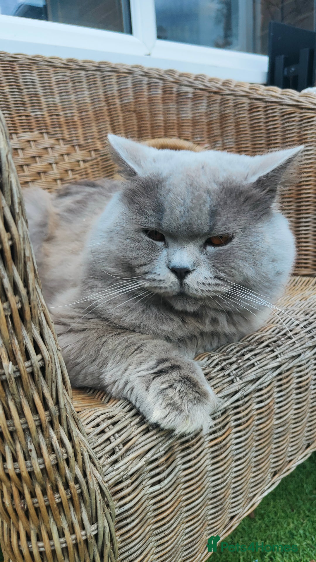 British Longhair cats for stud:  Exclusive British Blue Stud –  Friendly - Image 6