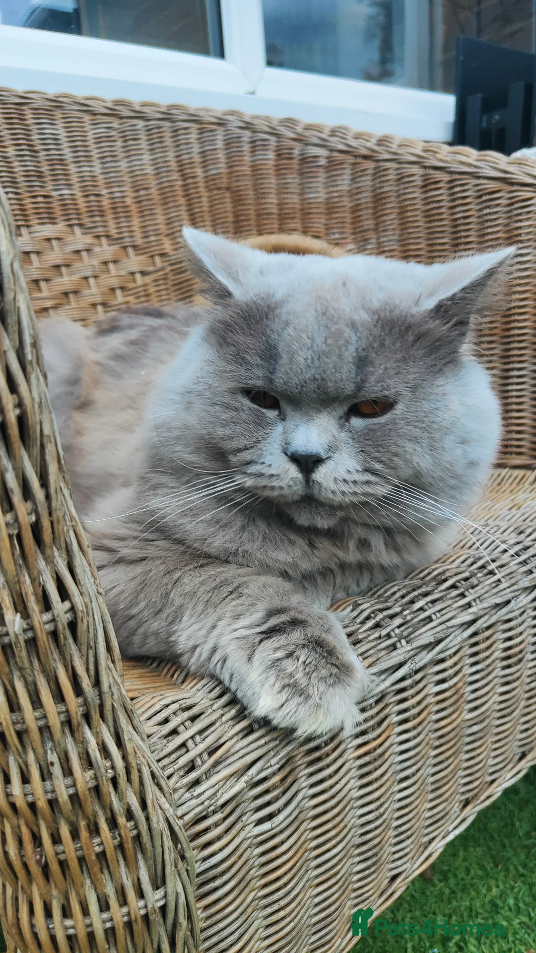 British Longhair cats for stud:  Exclusive British Blue Stud –  Friendly - Advert 11