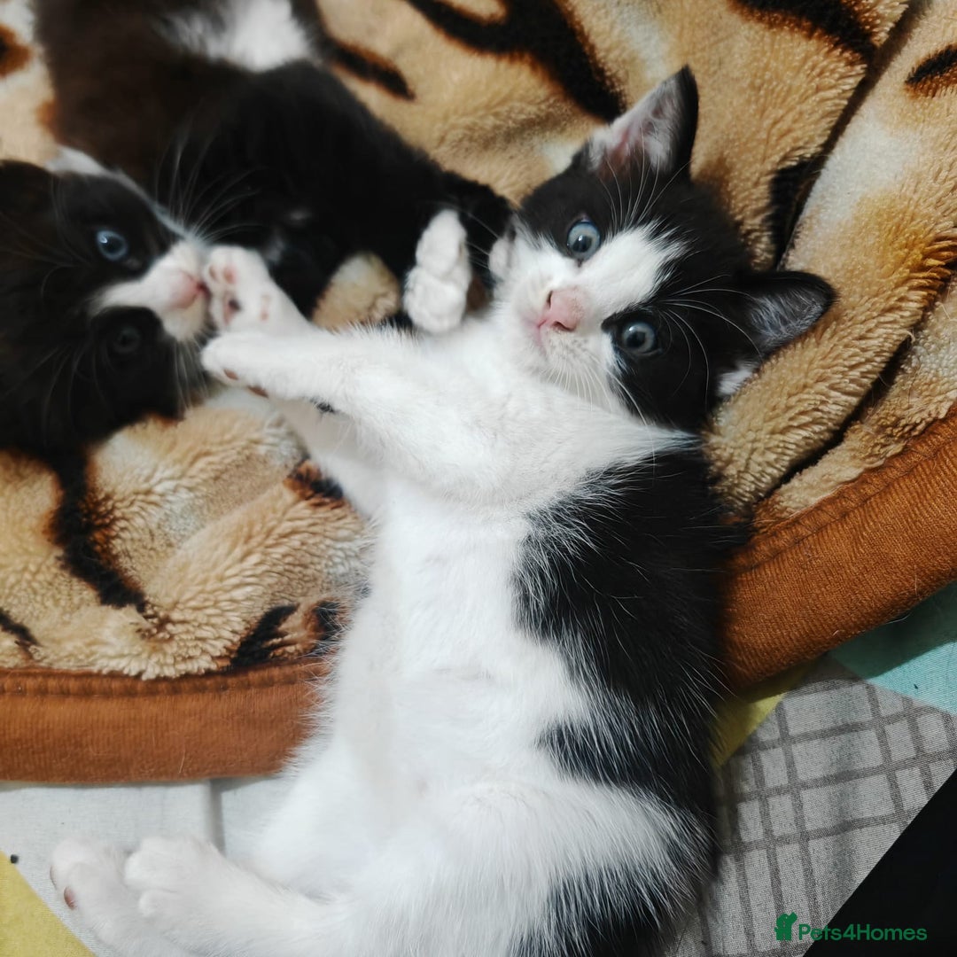 Mixed Breed cats for sale: 3 beautiful kittens left for sale!! - Image 16