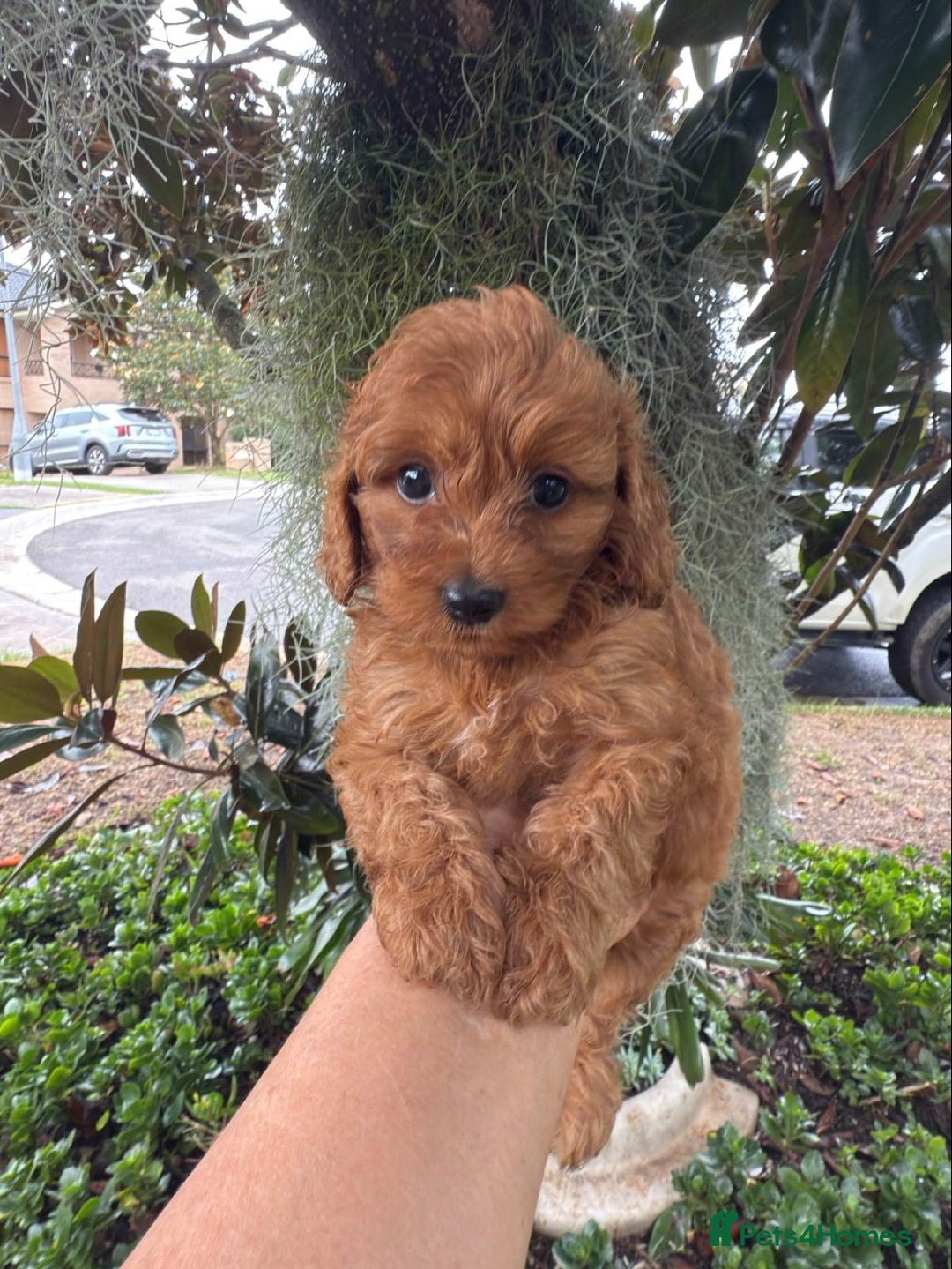 Toy Poodle dogs for sale: Toy poodles need a forever homes - Advert 6