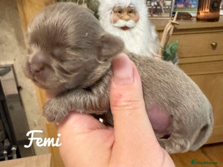 Chihuahua dogs Kc reg chocolate and lilac LC quality puppies - Advert 5