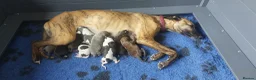 Whippet dogs for sale: BRACKENSWIFT LITTER NOW ARRIVED! - Advert 1