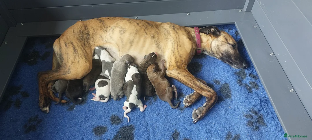 Whippet dogs for sale: BRACKENSWIFT LITTER NOW ARRIVED! - Advert 1
