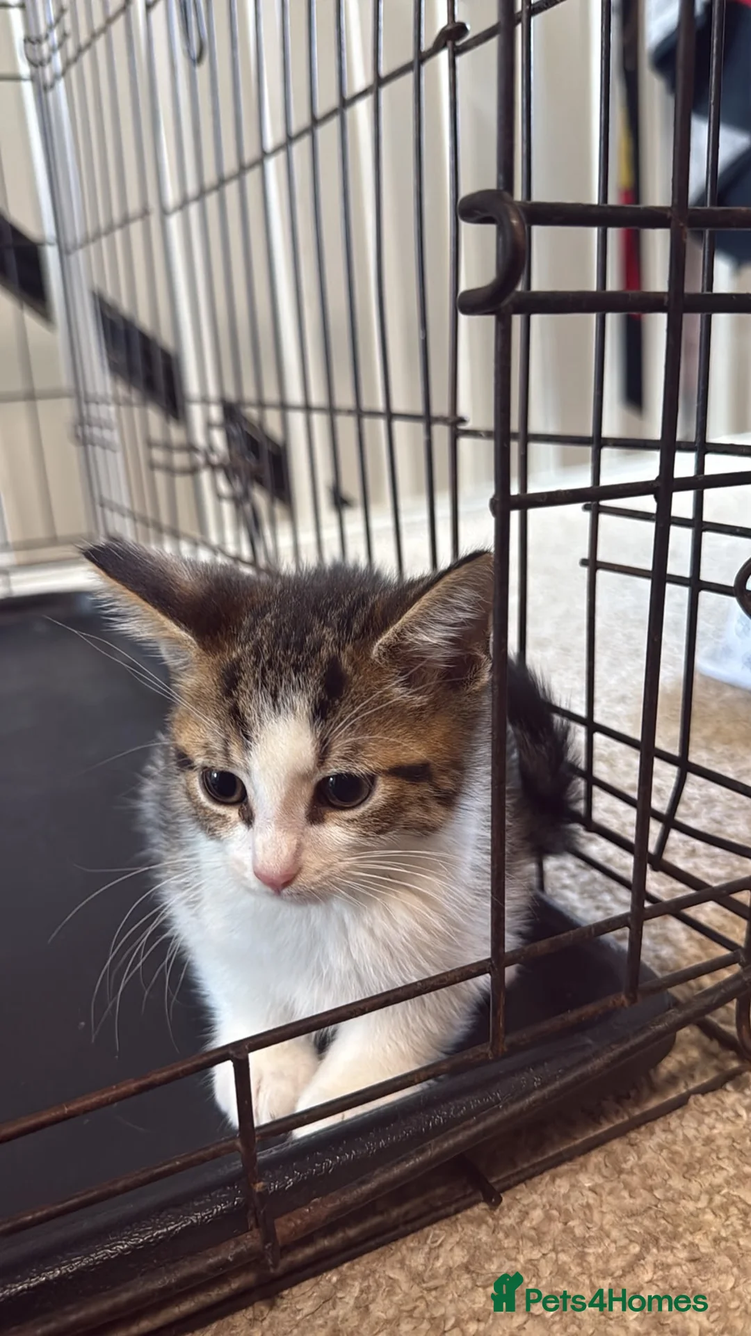 British Shorthair cats for sale: Beautiful mixed British short hair kittens  in Wellingborough - Advert 11