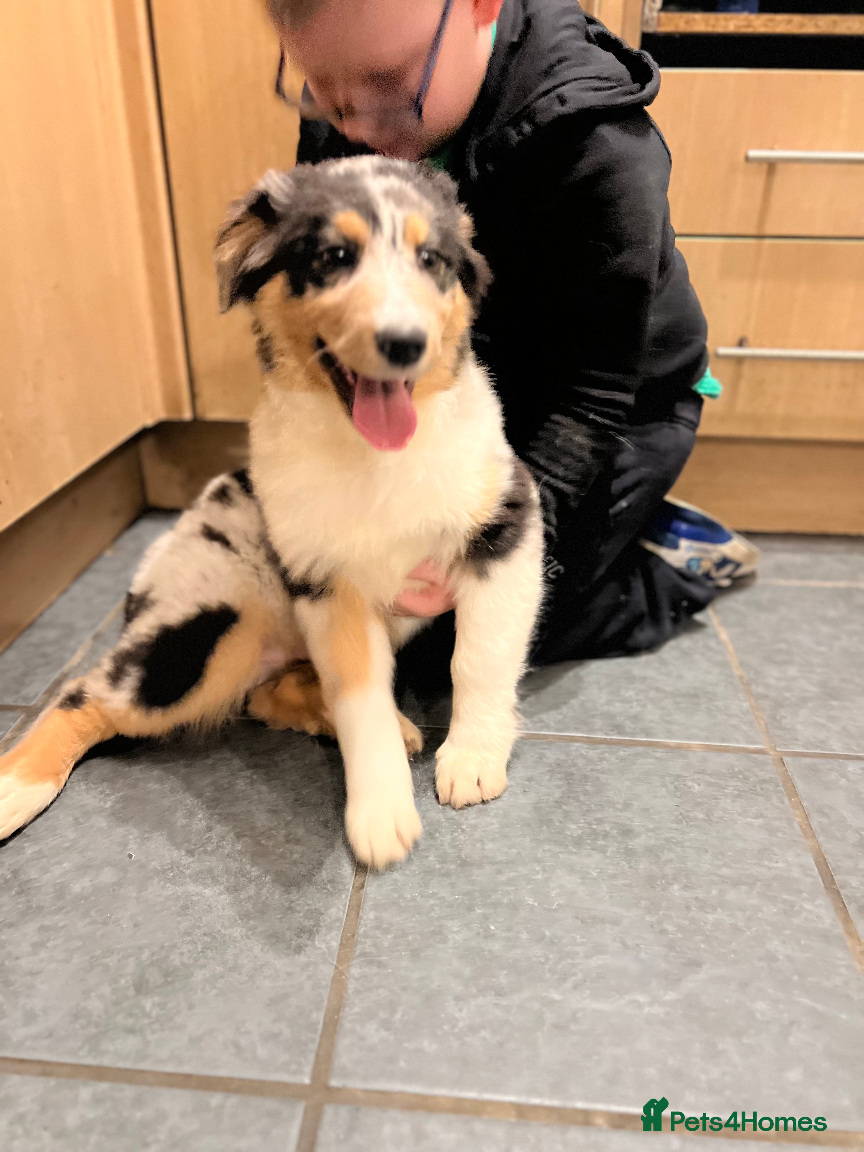 Australian Shepherd dogs Australia shepherd Kc puppies ONE LEFT  - Advert 1