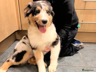 Australian Shepherd dogs Australia shepherd Kc puppies ONE LEFT - Advert 1