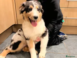 Australian Shepherd dogs Australia shepherd Kc puppies ONE LEFT - Advert 4