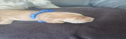 Goldendoodle dogs for sale: Beautiful golden doodle puppies for sale  in Norwich - Advert 24