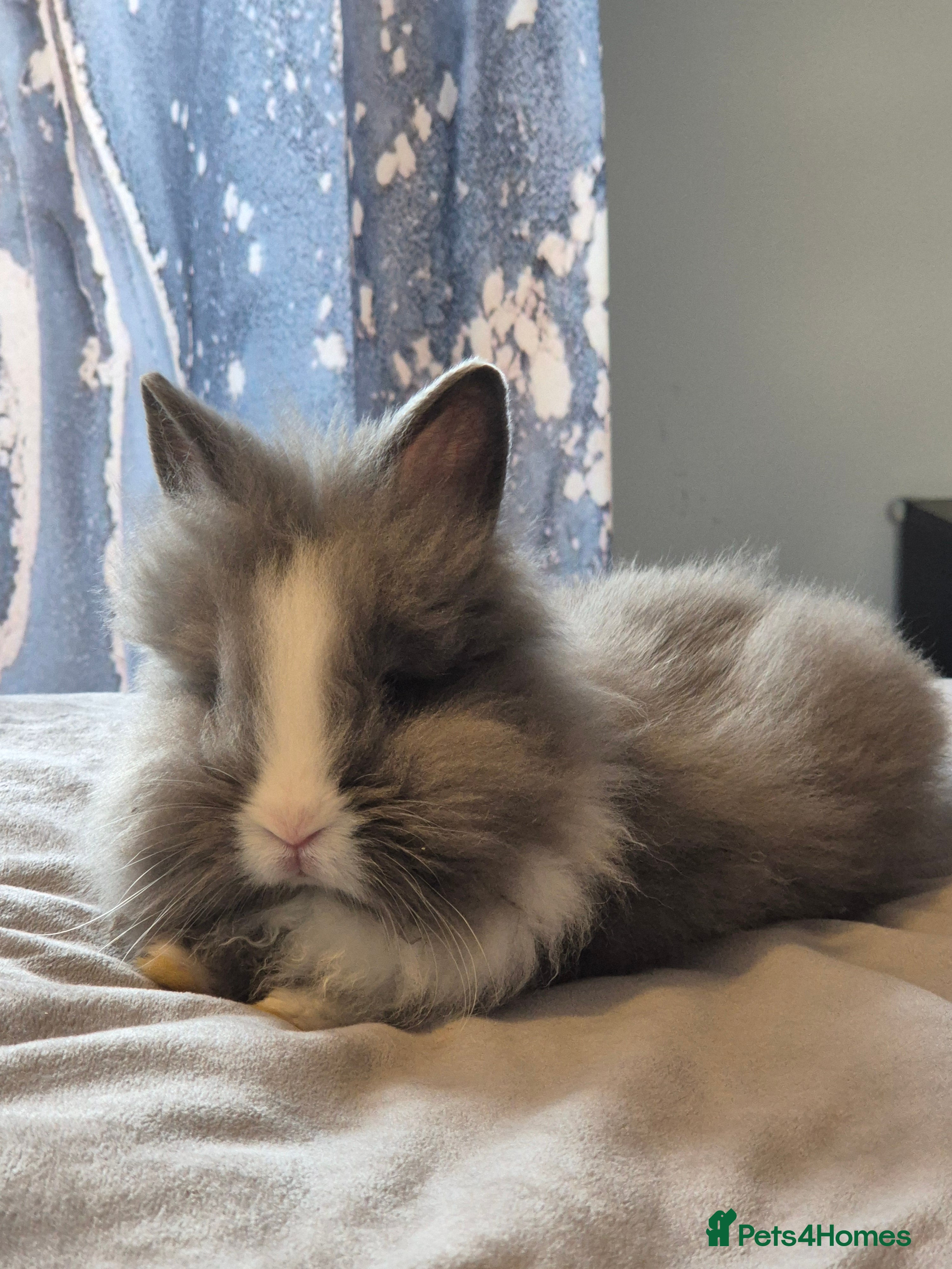 Angora rabbits Beautiful Lionhead Female - Advert 1