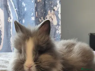 Angora rabbits Beautiful Lionhead Female - Advert 1