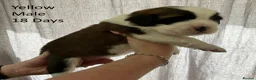 Saint Bernard dogs for sale: Pedigree St Bernard Pups in Blackwood - Advert 25