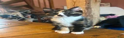 Mixed Breed cats for sale: Gorgeous Ginger, black & white female kitten in Clynderwen - Advert 5