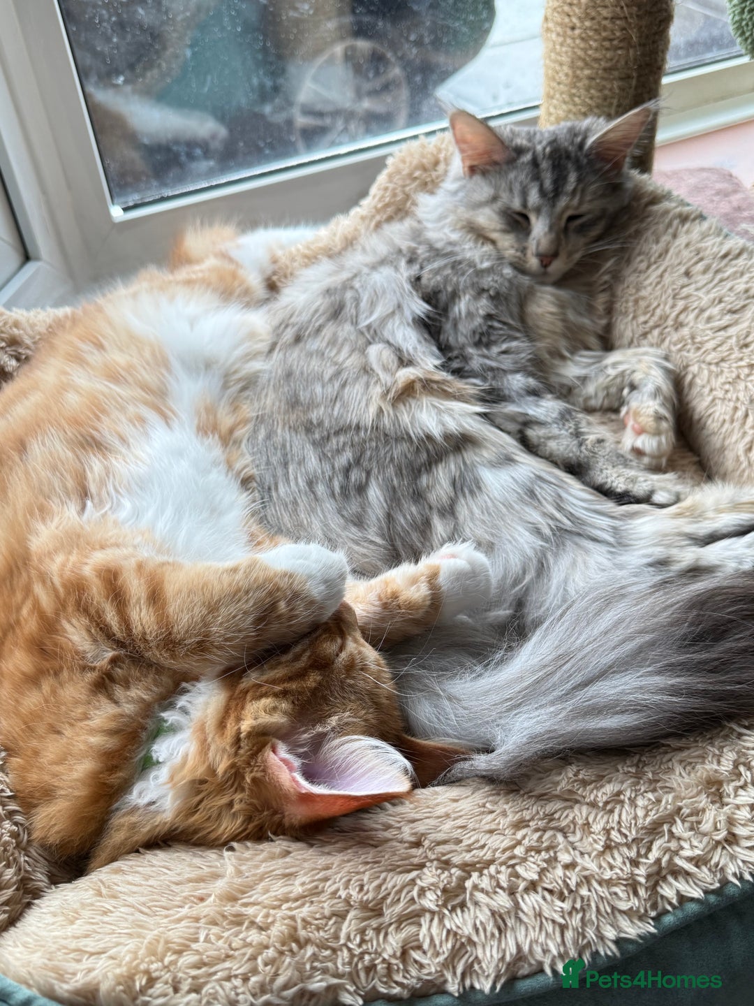 Maine Coon cats for sale: ✨2 Boys and 3 Girls Maine Coon kittens ✨🐾 - Image 5