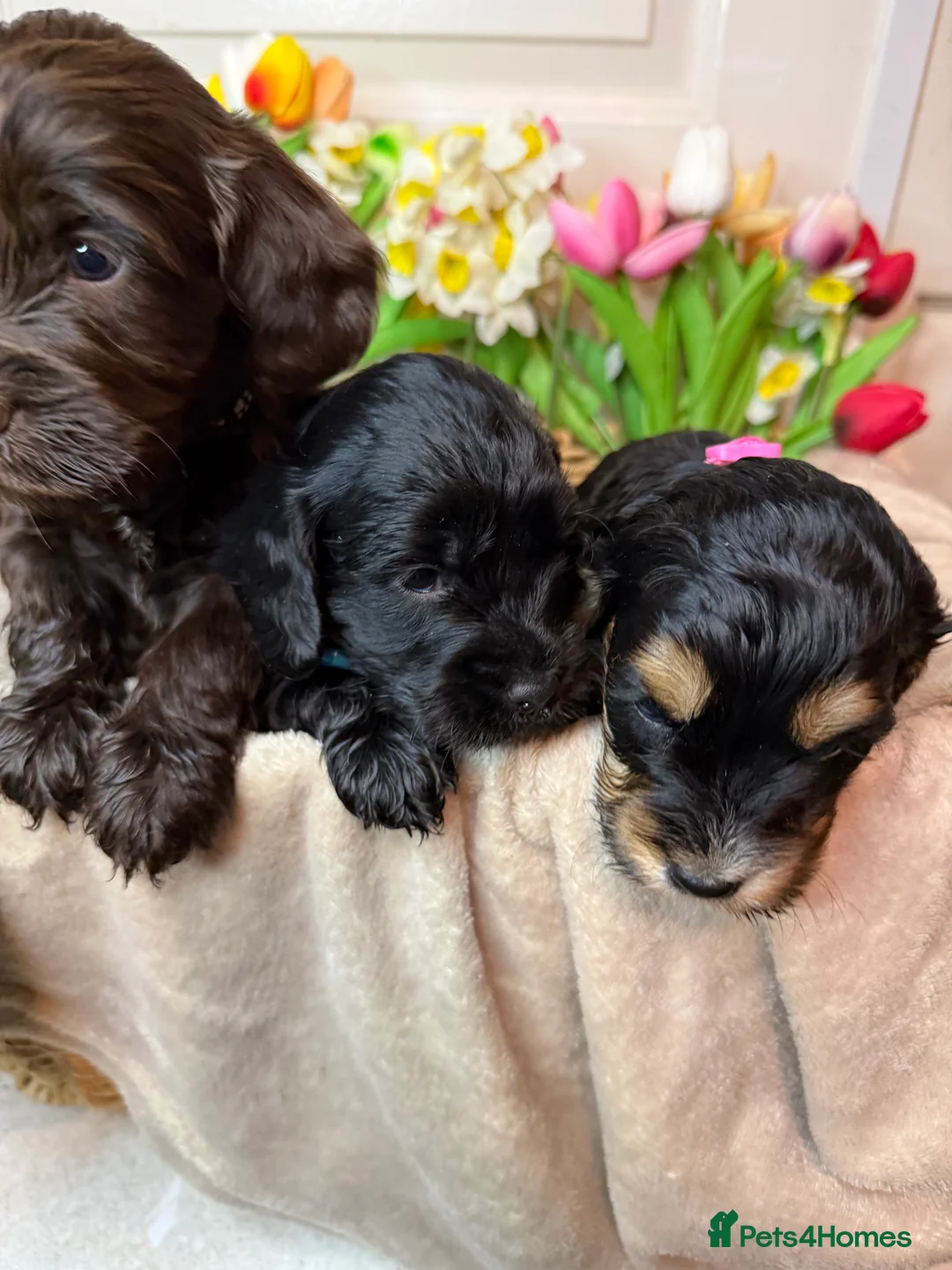 Cockapoo dogs for sale: Adorable F1 cockapoo puppies - Advert 2