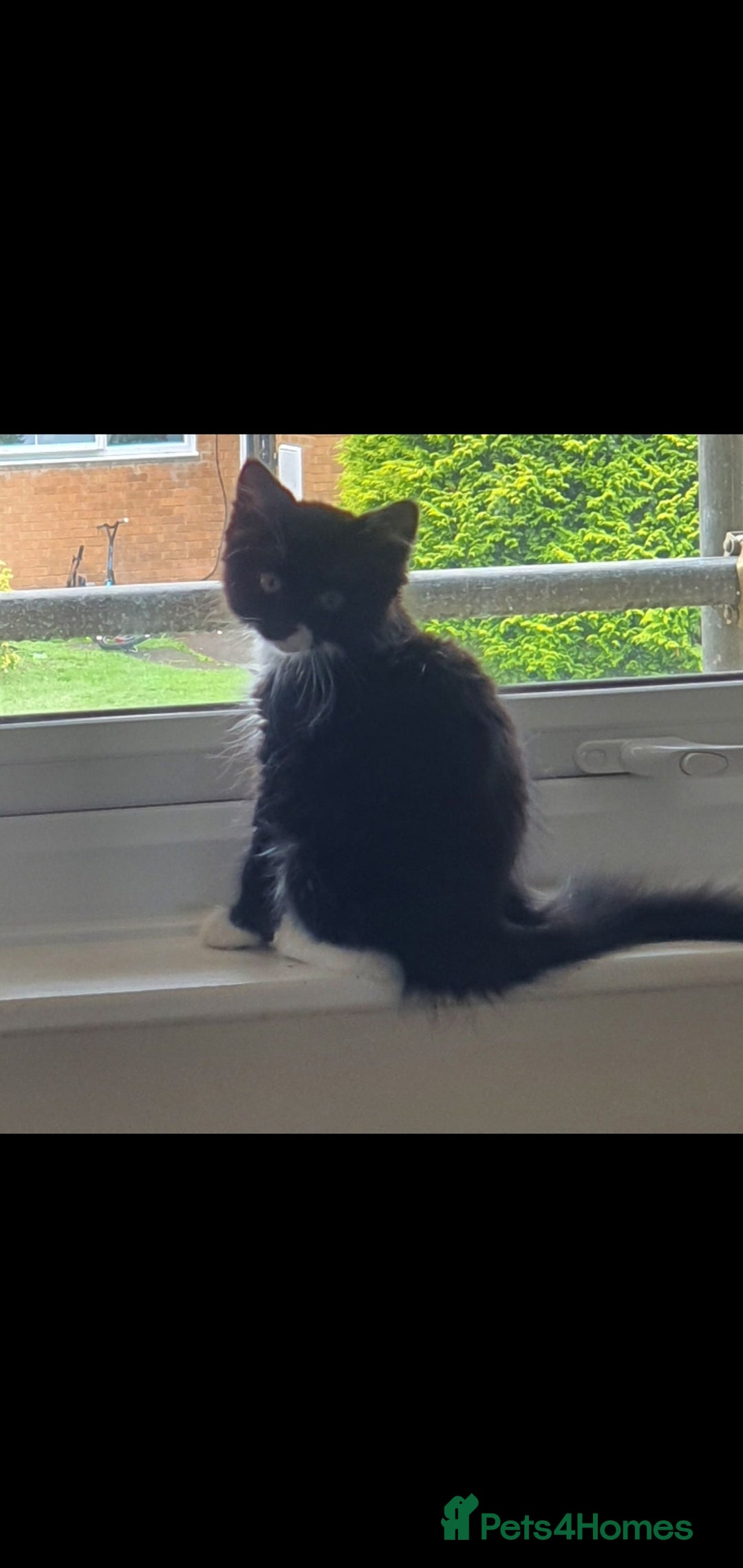 British Longhair cats for sale: Tuxedo, girl kitten available.  - Image 2