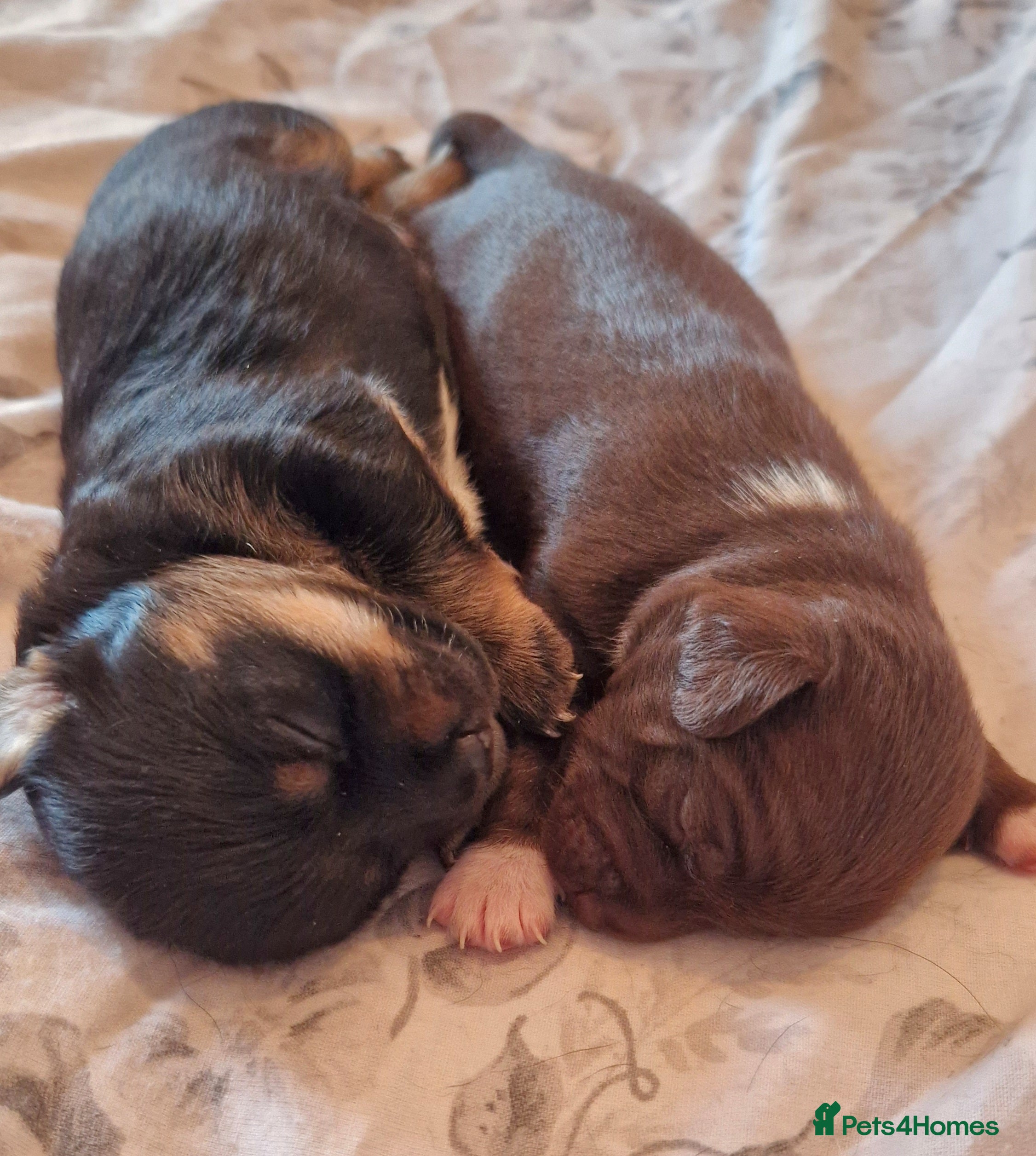 Jack Chi dogs JACK CHI PUPPIES  - Advert 1