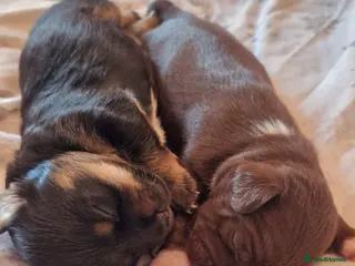 Jack Chi dogs JACK CHI PUPPIES - Advert 11