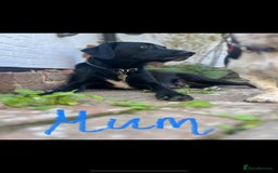 Labrador Retriever dogs for sale: Beautiful Labrador X Puppies  - Image 6
