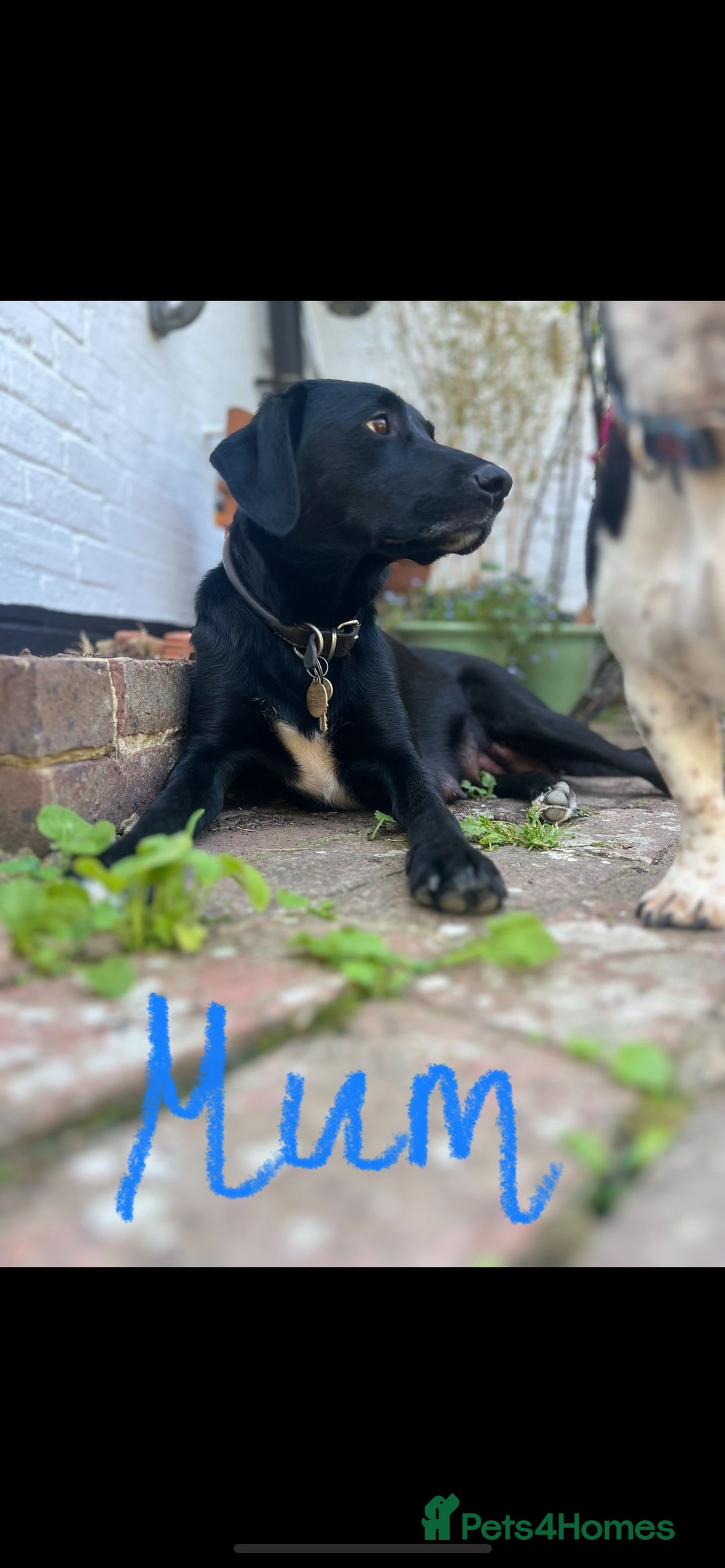 Labrador Retriever dogs for sale: Beautiful Labrador X Puppies  - Image 6
