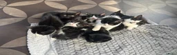 Mixed Breed cats for sale: Kittens  - Advert 7