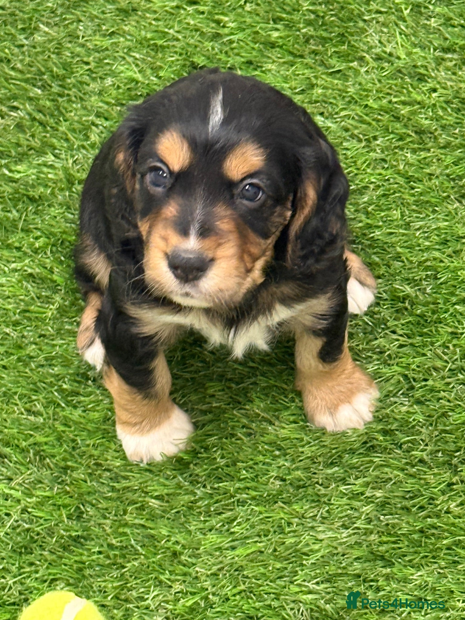 Cocker Spaniel dogs Working cocker Spainel puppies  - Advert 2