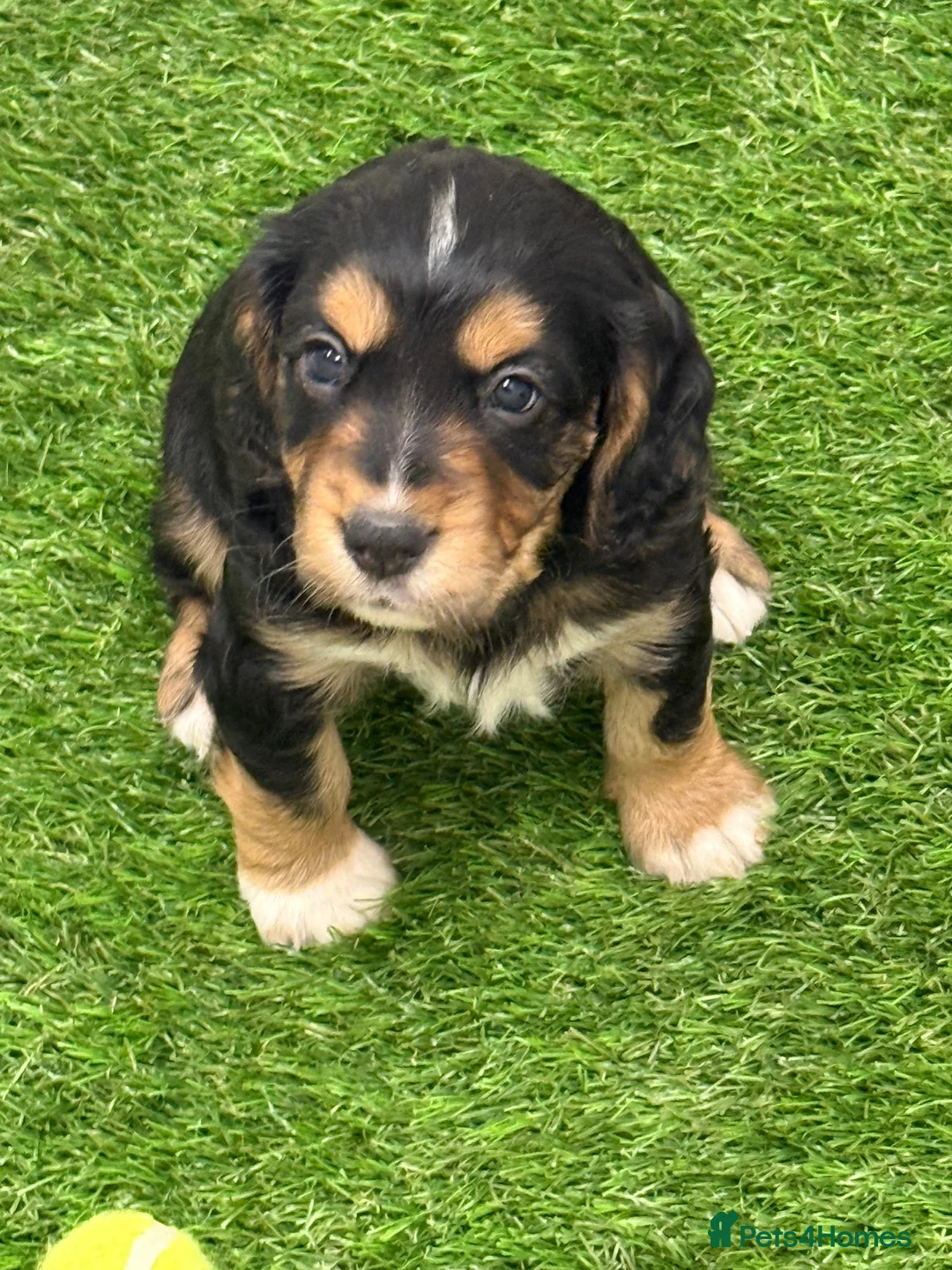 Cocker Spaniel dogs for sale: Working cocker Spainel puppies  - Advert 2