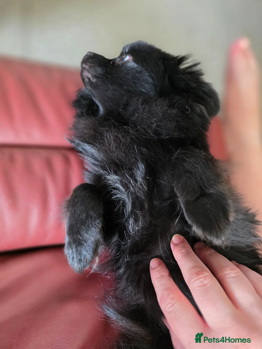 Pomchi dogs for sale: Tiny 18 months old Pomchi Girl 🐾🩷 - Advert 14